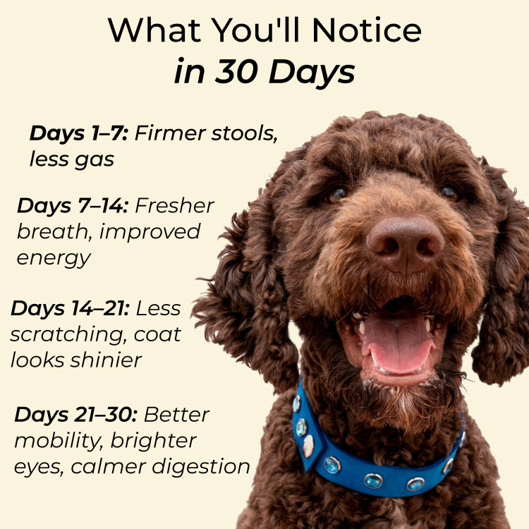 Vital Greens Dog Supplement